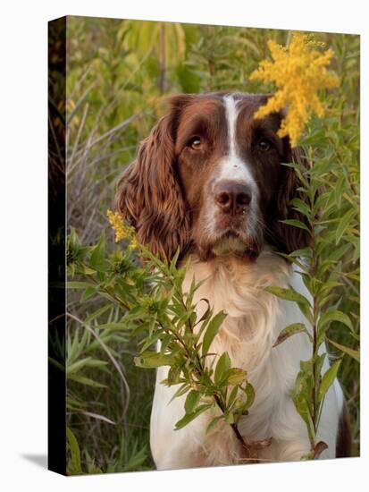 English Springer Spaniel in Field-Lynn M^ Stone-Stretched Canvas