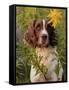 English Springer Spaniel in Field-Lynn M^ Stone-Framed Stretched Canvas