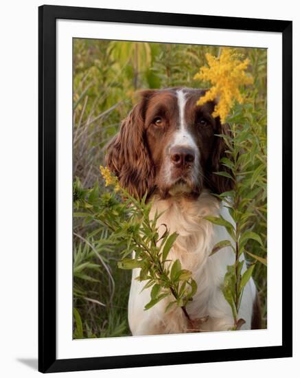 English Springer Spaniel in Field-Lynn M^ Stone-Framed Photographic Print