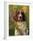 English Springer Spaniel in Field-Lynn M^ Stone-Framed Photographic Print