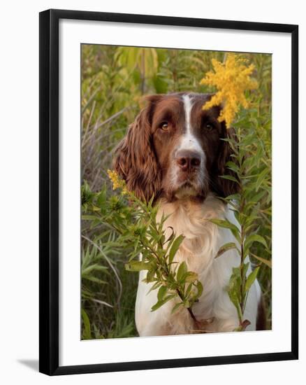 English Springer Spaniel in Field-Lynn M^ Stone-Framed Photographic Print