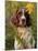 English Springer Spaniel in Field-Lynn M^ Stone-Mounted Photographic Print