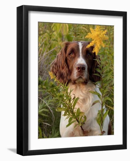 English Springer Spaniel in Field-Lynn M^ Stone-Framed Photographic Print