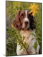 English Springer Spaniel in Field-Lynn M^ Stone-Mounted Photographic Print