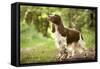 English Springer Spaniel in Woodland-null-Framed Stretched Canvas