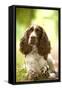 English Springer Spaniel in Woodland-null-Framed Stretched Canvas