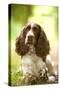 English Springer Spaniel in Woodland-null-Stretched Canvas