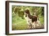 English Springer Spaniel in Woodland-null-Framed Photographic Print