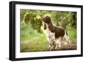 English Springer Spaniel in Woodland-null-Framed Photographic Print