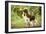 English Springer Spaniel in Woodland-null-Framed Photographic Print