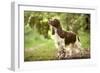 English Springer Spaniel in Woodland-null-Framed Photographic Print