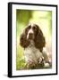 English Springer Spaniel in Woodland-null-Framed Photographic Print