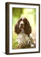 English Springer Spaniel in Woodland-null-Framed Photographic Print