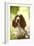 English Springer Spaniel in Woodland-null-Framed Photographic Print