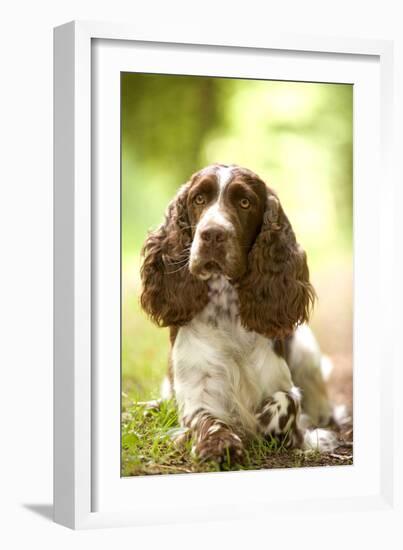 English Springer Spaniel in Woodland-null-Framed Photographic Print