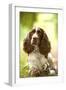 English Springer Spaniel in Woodland-null-Framed Photographic Print