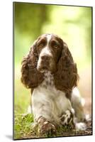 English Springer Spaniel in Woodland-null-Mounted Photographic Print