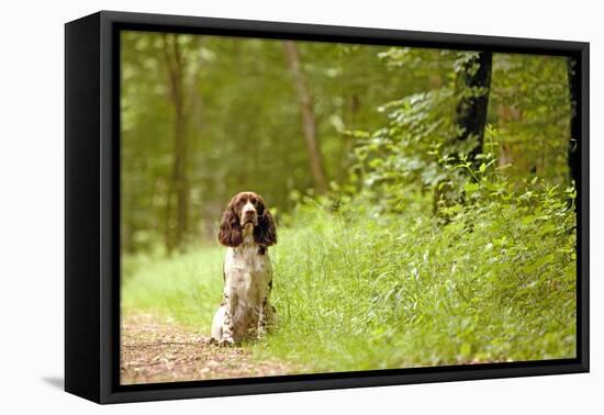 English Springer Spaniel on Woodland Path-null-Framed Stretched Canvas