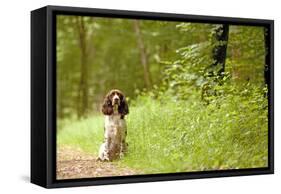 English Springer Spaniel on Woodland Path-null-Framed Stretched Canvas