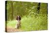 English Springer Spaniel on Woodland Path-null-Stretched Canvas