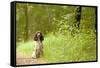 English Springer Spaniel on Woodland Path-null-Framed Stretched Canvas