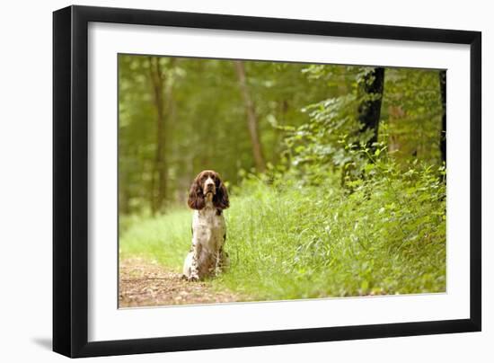 English Springer Spaniel on Woodland Path-null-Framed Premium Photographic Print