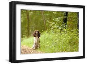 English Springer Spaniel on Woodland Path-null-Framed Premium Photographic Print