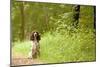 English Springer Spaniel on Woodland Path-null-Mounted Premium Photographic Print