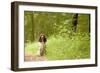 English Springer Spaniel on Woodland Path-null-Framed Photographic Print