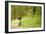 English Springer Spaniel on Woodland Path-null-Framed Photographic Print