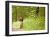 English Springer Spaniel on Woodland Path-null-Framed Photographic Print