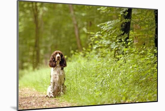 English Springer Spaniel on Woodland Path-null-Mounted Photographic Print