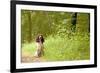 English Springer Spaniel on Woodland Path-null-Framed Photographic Print