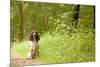 English Springer Spaniel on Woodland Path-null-Mounted Photographic Print