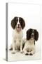 English Springer Spaniel Pair One Sitting-null-Stretched Canvas