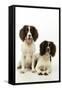 English Springer Spaniel Pair One Sitting-null-Framed Stretched Canvas