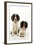 English Springer Spaniel Pair One Sitting-null-Framed Photographic Print