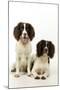 English Springer Spaniel Pair One Sitting-null-Mounted Photographic Print