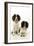 English Springer Spaniel Pair One Sitting-null-Framed Photographic Print