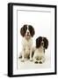 English Springer Spaniel Pair One Sitting-null-Framed Photographic Print