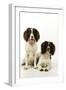 English Springer Spaniel Pair One Sitting-null-Framed Photographic Print