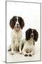 English Springer Spaniel Pair One Sitting-null-Mounted Photographic Print