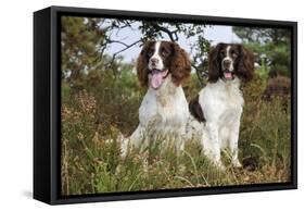 English Springer Spaniel Pair Sitting in Heather-null-Framed Stretched Canvas