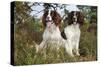 English Springer Spaniel Pair Sitting in Heather-null-Stretched Canvas