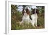 English Springer Spaniel Pair Sitting in Heather-null-Framed Photographic Print