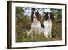 English Springer Spaniel Pair Sitting in Heather-null-Framed Photographic Print