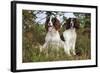 English Springer Spaniel Pair Sitting in Heather-null-Framed Photographic Print