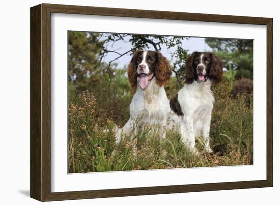 English Springer Spaniel Pair Sitting in Heather-null-Framed Photographic Print