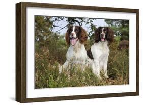 English Springer Spaniel Pair Sitting in Heather-null-Framed Photographic Print