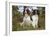 English Springer Spaniel Pair Sitting in Heather-null-Framed Photographic Print